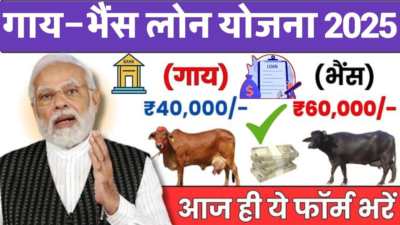 पशुपालन लोन योजना 2025: गाय-भैंस पर ₹40000 एवं ₹60000 का लोन तुरंत मिलेगा